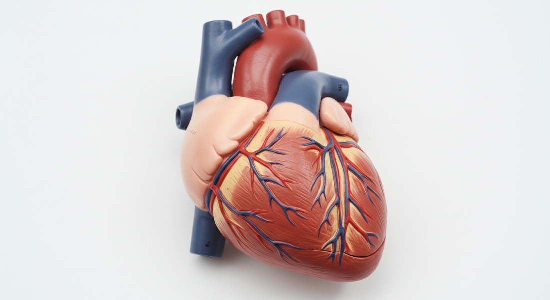 Human Heart Model